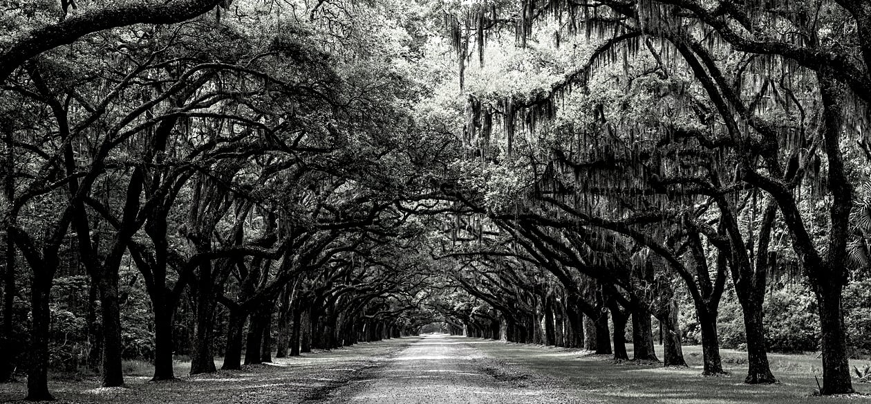 Live Oak Trees