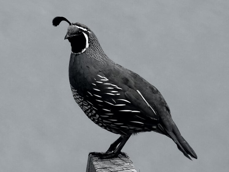 California Quail